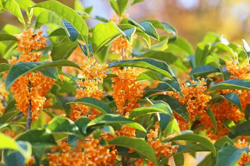 今日のかめら(*^^*)