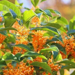 今日のかめら(*^^*)