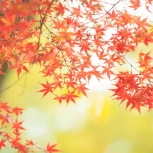 今日のかめら(*^^*)