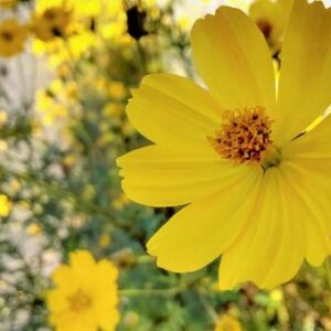 今日のかめら(*^^*)