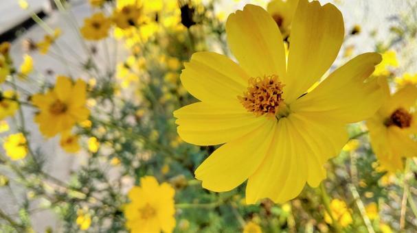 今日のかめら(*^^*)