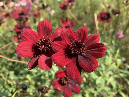 今日のかめら(*^^*)