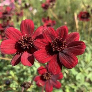 今日のかめら(*^^*)