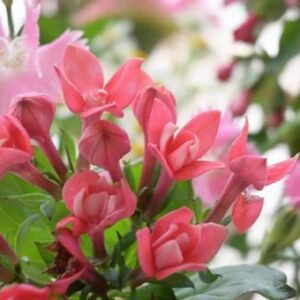 今日のかめら(*^^*)