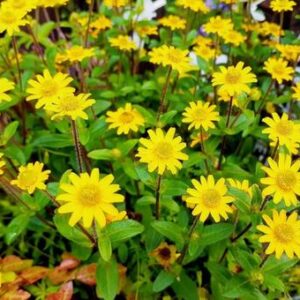 おやこミニ運動会＼(^o^)／