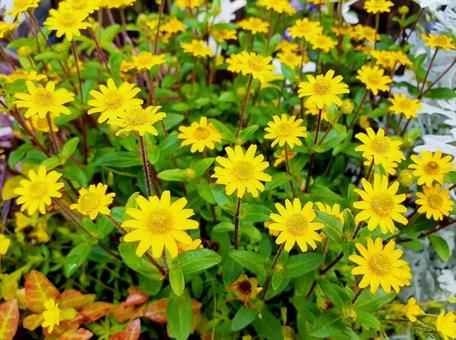 おやこミニ運動会＼(^o^)／