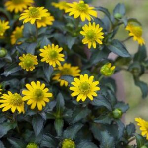 今日のかめら(*^^*)