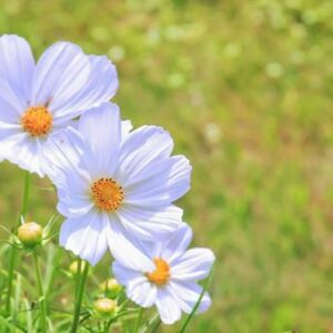 今日のかめら(*^^*)