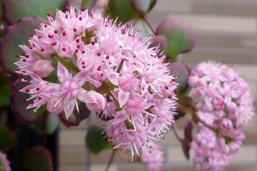 今日のかめら(*^^*)