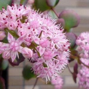 今日のかめら　(*^^*)