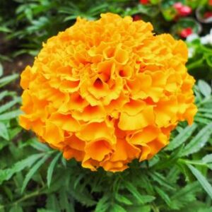 今日のかめら(*^^*)