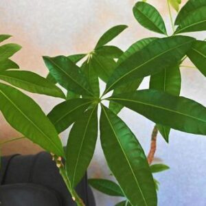 今日のかめら(*^^*)