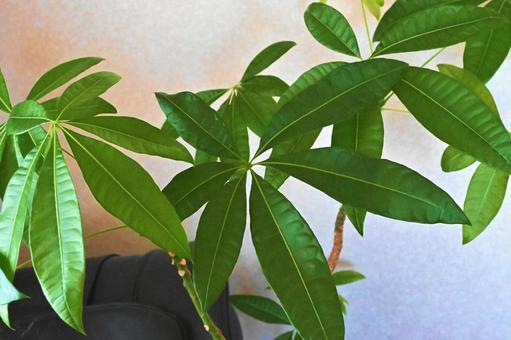 今日のかめら(*^^*)