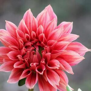 10月の動画( *´艸｀)