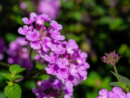 今日のかめら(*^^*)