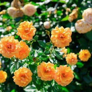 今日のかめら(*^^*)