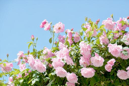 今日のかめら(*^^*)