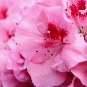 今日のかめら(^^♪