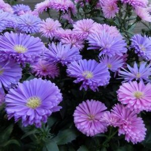 今日のかめら(^^♪