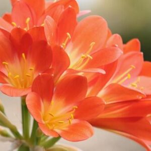 今日のかめら(^^♪