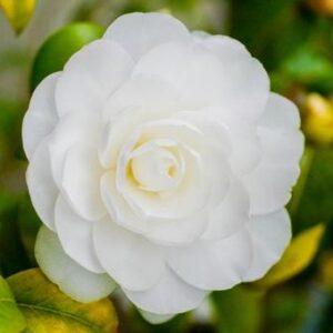 今日のかめら(*^^*)