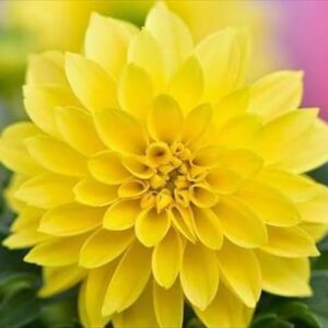 今日のかめら(^^♪