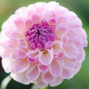 今日のかめら(^^♪