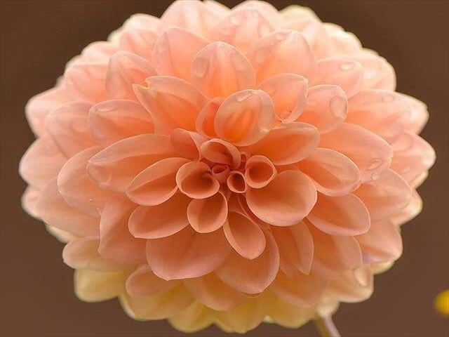 今日のかめら(^^♪
