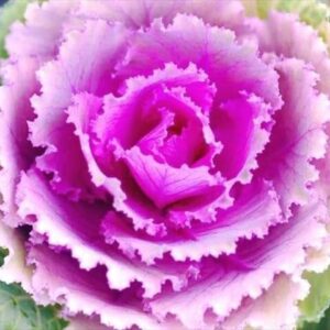 今日のかめら　(*^^*)