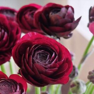 今日のかめら　(*^^*)