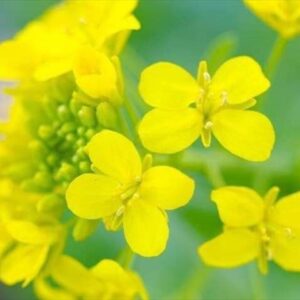 今日のかめら　(*^^*)