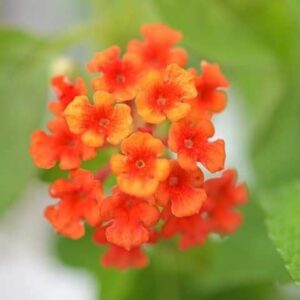 今日のかめら　(*^^*)