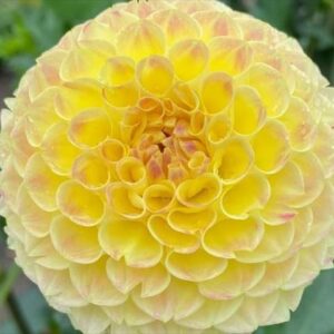 今日のかめら(^^♪