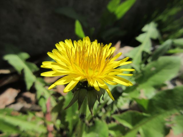 今日のかめら(*^^*)