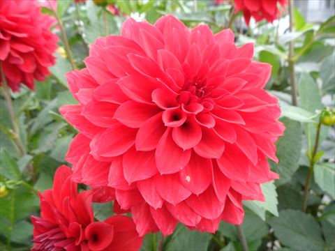 今日のかめら(*^^*)