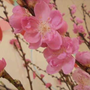 ３月生まれの誕生会とひな祭り会ヾ(≧▽≦)ﾉ