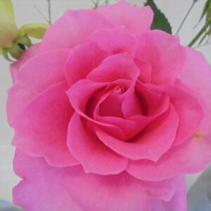 今日のかめら(^^♪