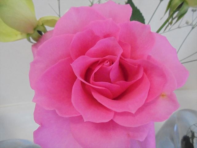 今日のかめら(^^♪