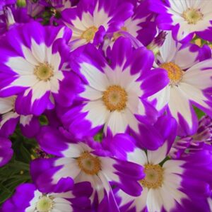 今日のかめら(^^♪