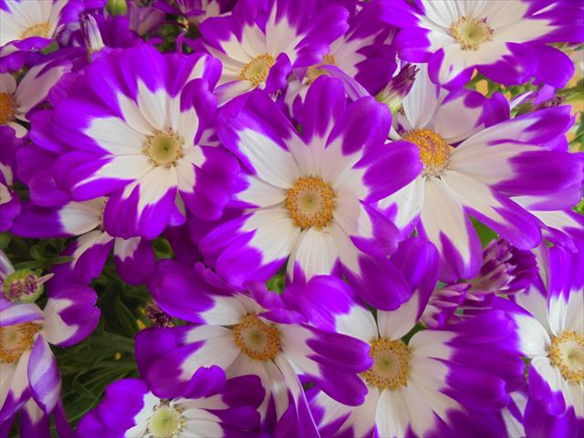 今日のかめら(^^♪