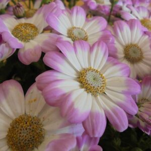 今日のかめら(^^♪