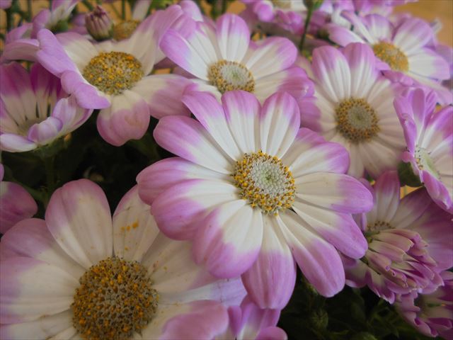 今日のかめら(^^♪