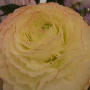 今日のかめら(^^♪