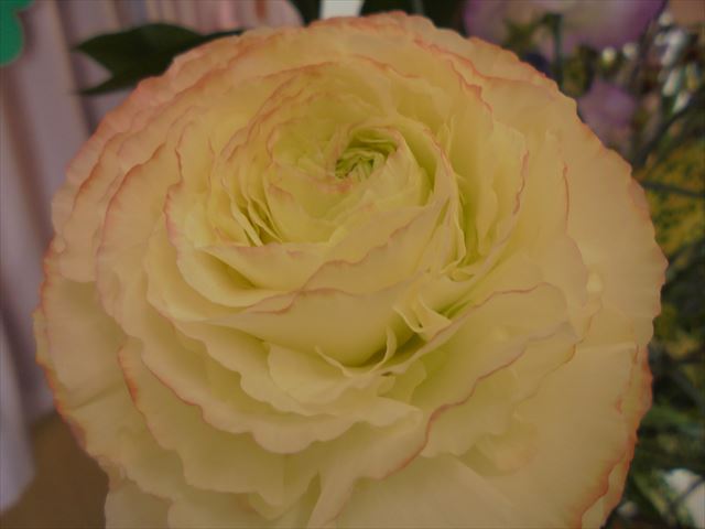 今日のかめら(^^♪