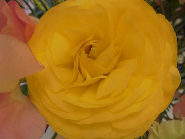 今日のかめら(^^♪