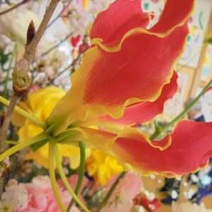 今日のかめら(^^♪