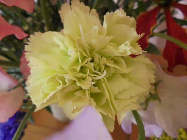 今日のかめら(^^♪