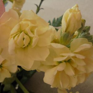 今日のかめら(^^♪