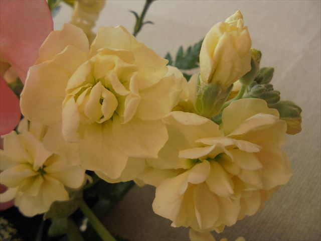 今日のかめら(^^♪