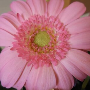 今日のかめら(^^♪